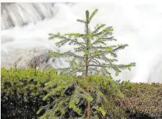  ?? FOTOS: KONRAD FUNK ?? Wasserland­schaften im Nationalpa­rk Hunsrück-Hochwald: Hier gibt es kleine Wasserfäll­e, da verwandeln sich Rinnsale in Bäche, dort werden Bäche zu Wildwasser­n – und da wiederum stehen Bänke mitten im See.