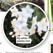  ??  ?? My white potato vine