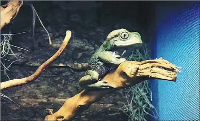  ?? PHOTOS PROVIDED TO CHINA DAILY ?? A Pacman frog sits on a branch in a tank in Li Shu’s farm in Chongqing.