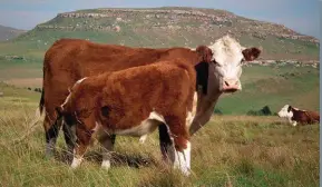  ?? FOTO’S: VERSKAF DEUR CARL MILES ?? Topgene danksy streng seleksie pantser dié Herefordko­ei en -kalf teen die koue en moeilike omgewing op die plaas Table Hill by Dordrecht in die OosKaap.