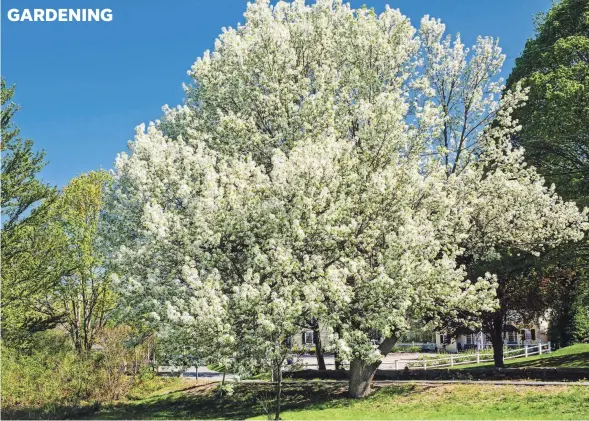  ?? GETTY IMAGES ?? As of January, it illegal in the state to sell, plant, grow, or cultivate Callery pear.