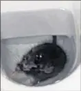  ?? ?? The rat in the loo
