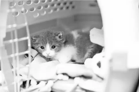  ??  ?? An unweaned kittens peeks from it’s shelter inside the kitten nursery at the shelter in California.