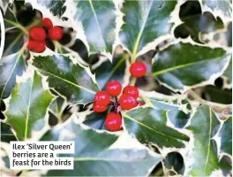  ??  ?? Ilex ‘Silver Queen’ berries are a feast for the birds