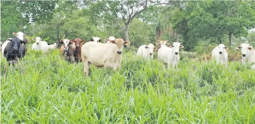  ?? ?? El sistema de cría de ganado y producción de carne en nuestro país es mayormente a pasto.