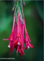  ??  ?? Fuchsia boliviana.