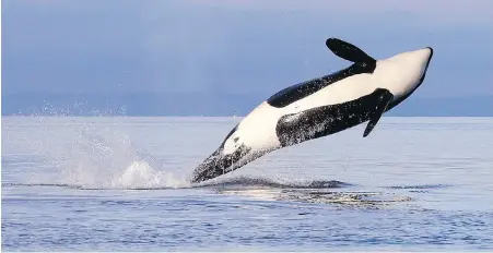  ??  ?? An orca breaches in Puget Sound. Whale-watching vessel operators have been warned by authoritie­s not to stray across the Canada-U.S. border.