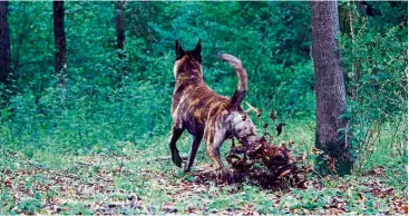  ?? — Dreamstime/TNS ?? Many dogs dig at the ground in what appears to be an attempt to bury their poop, like cats. Dogs, however, are marking their territory whereas cats want to cover up their scent.