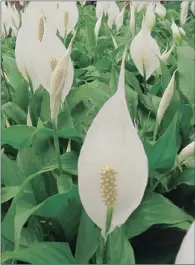  ??  ?? PEACE: During the festive season, peace lilies are a heart-warming living gift.