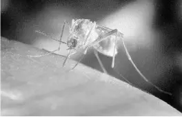  ?? REUTERS ?? At least one new case of the West Nile Virus has been reported in Broward County, the Florida Department of Health confirmed.