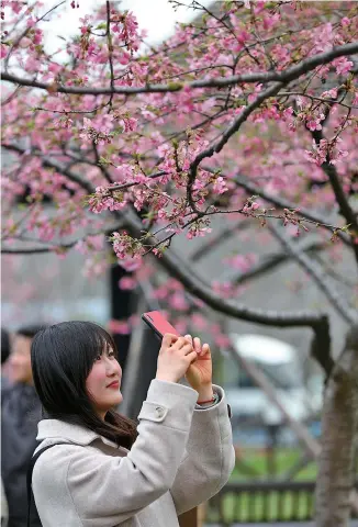  ??  ?? A visitor takes pictures of cherry blossoms at Gucun Park in Baoshan District yesterday. The Cherry Blossom Festival starts next Friday. — Jiang Xiaowei