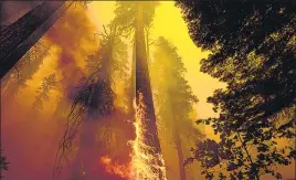  ?? AP/FILE ?? Flames burn up a tree as part of the Windy Fire in the Trail of 100 Giants grove in Sequoia National Forest, California on September 19.