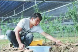  ?? PALDEN NYIMA / CHINA DAILY ?? A worker takes care of seedlings at entreprene­ur Nyima’s plantation in Manling county, Tibet autonomous region.