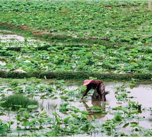  ??  ?? A farmer is removing weeds from a lotus field.