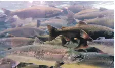  ?? ?? SEPA has been confirmed as the lead body responsibl­e for managing the risk to wild salmonids from sea lice from marine finfish farms.