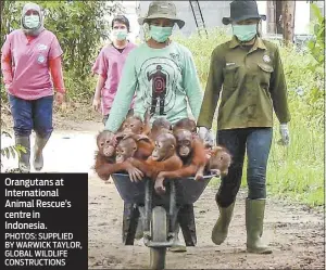  ??  ?? Orangutans at Internatio­nal Animal Rescue’s centre in Indonesia.