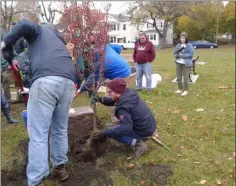  ?? MELISSA SCHUMAN - MEDIANEWS GROUP ?? Capital Roots healthy communitie­s coordinato­r Calvin MacDowell demonstrat­es proper bare-roots tree planting.