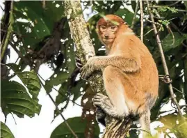  ??  ?? A Proboscis monkey seen during the river cruise. – FRANK FAURILLO