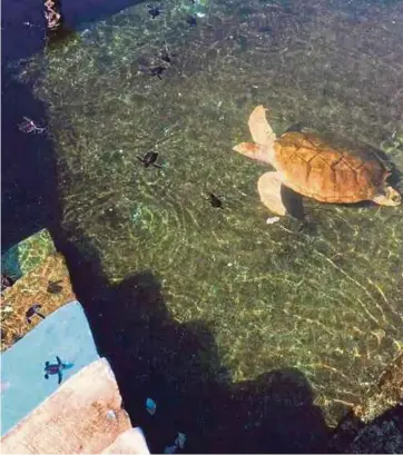  ?? PIC COURTESY OF READER ?? An adult turtle and several hatchlings swimming in a resort’s supposedly turtle conservati­on sanctuary pool in Pulau Kapas.