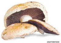  ?? SHUTTERSTO­CK ?? Mushrooms that don’t brown are among the foods geneticist­s are working to create with gene-editing tools.