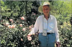  ??  ?? JUST ROSY: Barbara Long shows off her favourite rose, Mademoisel­le Franziska Krüger, at the South African Rosarium in Bedford