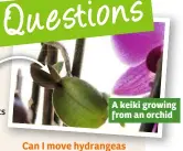  ??  ?? A keiki growing from an orchid