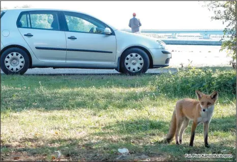  ?? Fot. Piotr Kamionka/Angora ??