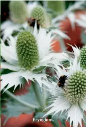  ??  ?? Eryngium.