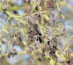  ??  ?? Easy to spot Trees like the alder are easily identifiab­le, but a new guide has been put in place at the Falls of Clyde Wildlife Reserve (Pic by Hornbeam Arts)