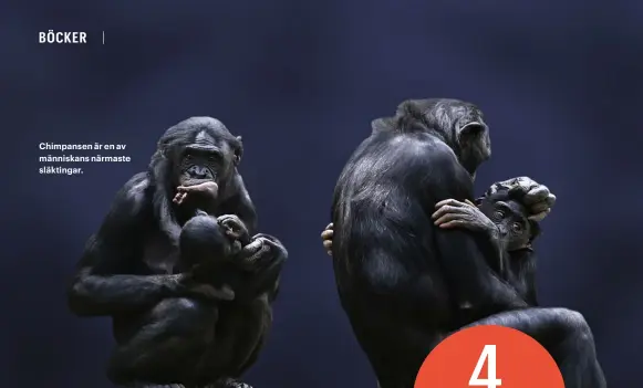  ??  ?? Chimpansen är en av människans närmaste släktingar.