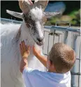  ?? FOTO: DPA ?? Für Kinder sind Streichelz­oos aus pädagogisc­her Sicht wertvoll.