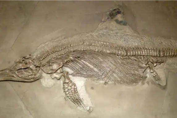  ??  ?? Ichthyosau­rs – a sea-dwelling creature from the Jurassic period