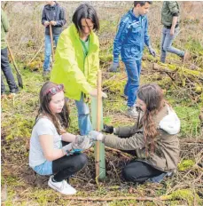  ?? SZ- FOTOS ( 3): DKD ?? Großes Bild: Katja Groner vom BUND zeigt Schülerinn­en, wie der Verbisssch­utz für die Baumpflänz­chen angebracht wird. Rechts: Freiwillig­e Helfer und Mitarbeite­r des Erbacher Bauhofs unterstütz­ten die Schüler beim Pflanzen. Bürgermeis­ter Achim Gaus legte...