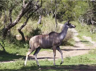  ??  ?? A female in typical kudu habitat.