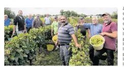  ??  ?? Quelles seront les qualités gustatives de la cuvée du Clos de la Tonnelle 2017 ? « Excellente­s » selon les vendangeur­s.