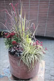  ??  ?? Left: Sun catcher fall planter. Clockwise from the top: Big bluestem grass ‘Red October,’ coral bell ‘Lime Rickey,’ sedum ‘Red Form,’ carex ‘Evergold,’ coral bell ‘Melting Fire,’ garden mum ‘Feisty Red.’