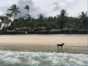  ?? AP Photo/Adam Schreck ?? A stray dog stands in front of a shuttered luxury hotel July 2 on the popular tourist island of Koh Phangan, Thailand. While the hotel has since reopened, tourism in Thailand has taken a severe hit because of travel restrictio­ns prompted by the coronaviru­s, leaving many popular beaches nearly empty.