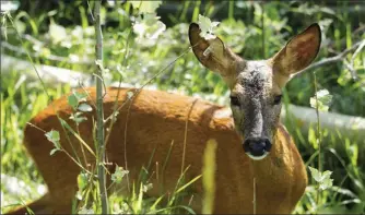  ??  ?? Bête noire des automobili­stes, le chevreuil l’est aussi dans les forêts