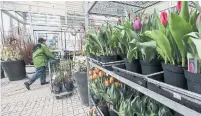  ?? ANDREW FRANCIS WALLACE TORONTO STAR ?? Garden centres like Sheridan Nurseries’ Unionville/Markham location will be allowed to open for pickup and delivery only.