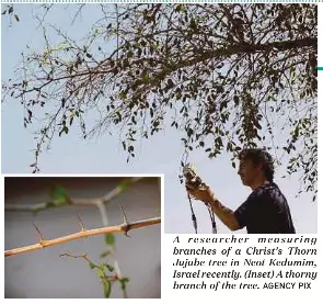 Christ S Crown Of Thorns Tree Fights Climate Change Pressreader