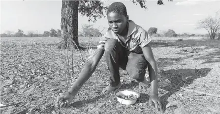  ?? AFP-Yonhap ?? Leon Kufakunesu gathers jackalberr­y fruit onto a plate which his mother has resorted to serve the family as a midday meal while saving up the little mealie meal left for dinner, at Buhera in Zimbabwe’s Manicaland Province in this file photo taken on Sept. 2. Zimbabwe is experienci­ng one of the worst droughts in history, blamed on the effects of the El Nino weather cycle.