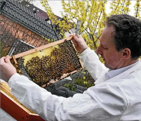  ??  ?? Peter Neumann ist Hobbyimker und der Vorsitzend­e des Imkerverei­ns Erfurt. Um die Wabe aus dem Stock zu holen, hat der Hobbyimker die Tiere zuvor mit Rauch besprüht. Die Bienen meinen, es brennt und fressen sich voll, sodass sie schläfrig und träge...