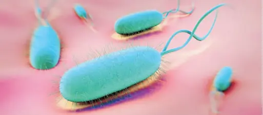  ??  ?? La bacteria del Helicobact­er pylori (H. pylori), cuya infección es un factor de riesgo de cáncer de estómago, se encuentra aproximada­mente en dos tercios de la población mundial.