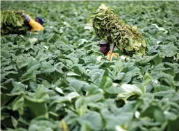  ?? Reuters ?? Tobacco farm workers in Zimbabwe. Lack of legal tenure leaves Africans across the continent exceptiona­lly vulnerable