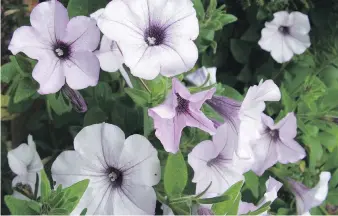  ?? HELEN CHESNUT ?? A look at a Tidal Wave Silver planting shows lovely lavender markings on the blooms. With varying growing conditions and bloom age, the colouring can range from silver to silvery lavender.