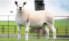  ??  ?? A Texel gimmer from Robbie Wilson made £5,100.