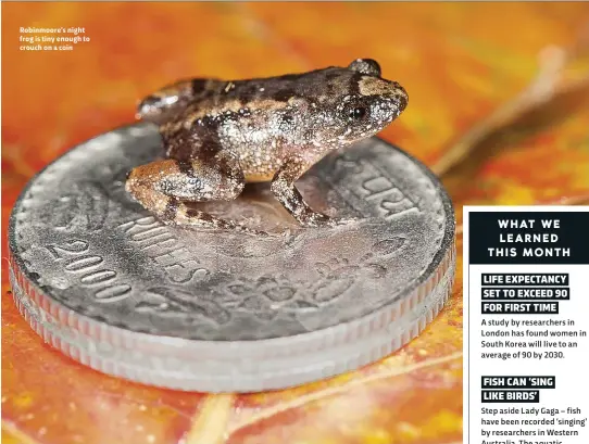  ??  ?? Robinmoore’s night frog is tiny enough to crouch on a coin