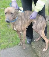  ??  ?? Lurcher cross One of the mistreated animals, Blitz