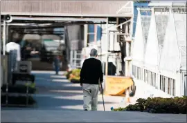  ?? RANDY VAZQUEZ — STAFF PHOTOGRAPH­ER ?? Harry Higaki, 99, the son of the original owner, Nobuo Higaki, who started Bay City Flower Company over 100years ago, walks alone down a row of greenhouse­s.