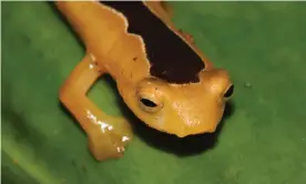  ??  ?? The juvenile Jackson’s climbing salamander that has brought the species back to life – and the need for further conservati­on efforts. Photograph: Lindsay Renick Mayer